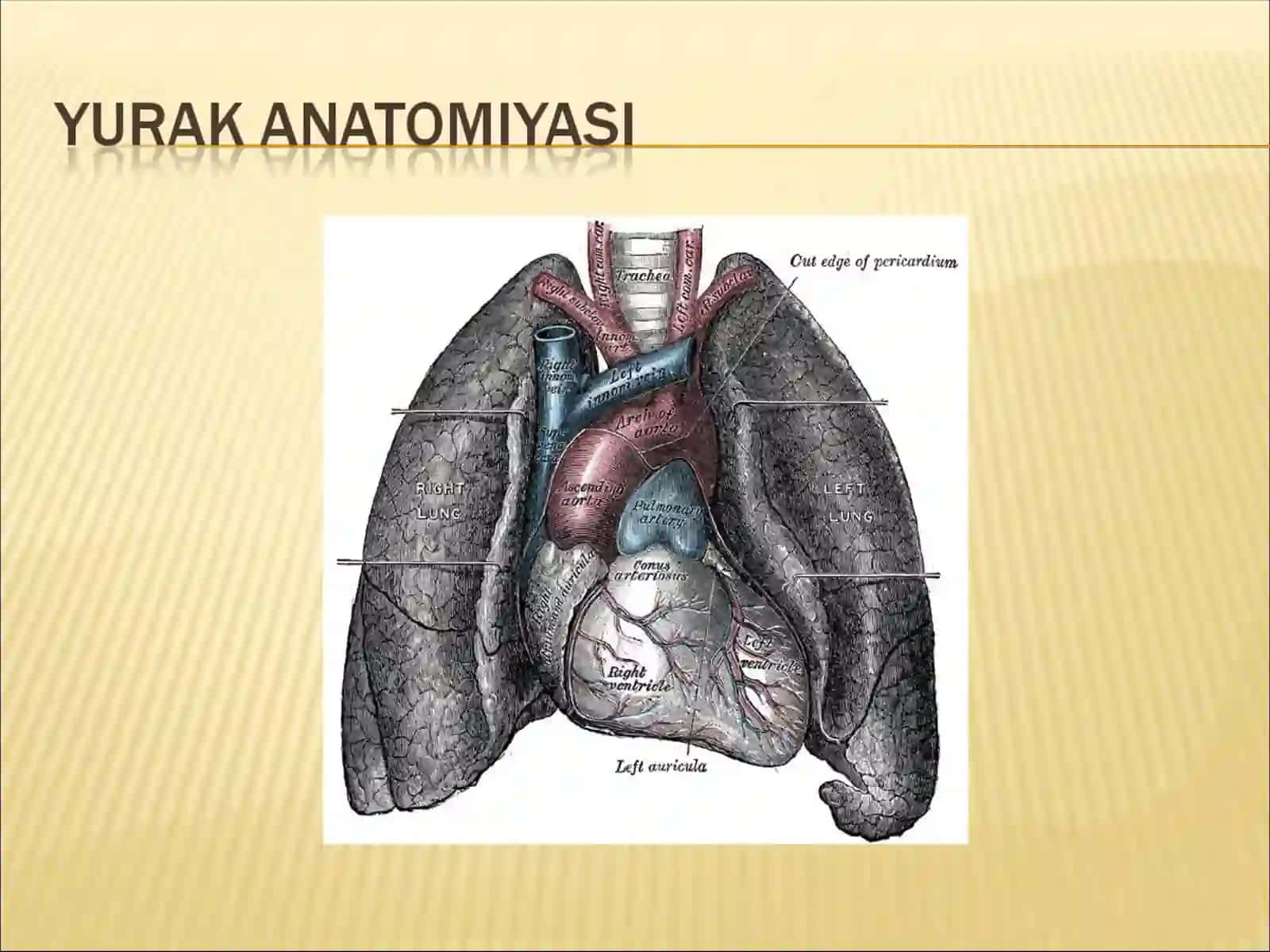 Yurak anatomiyasi 2