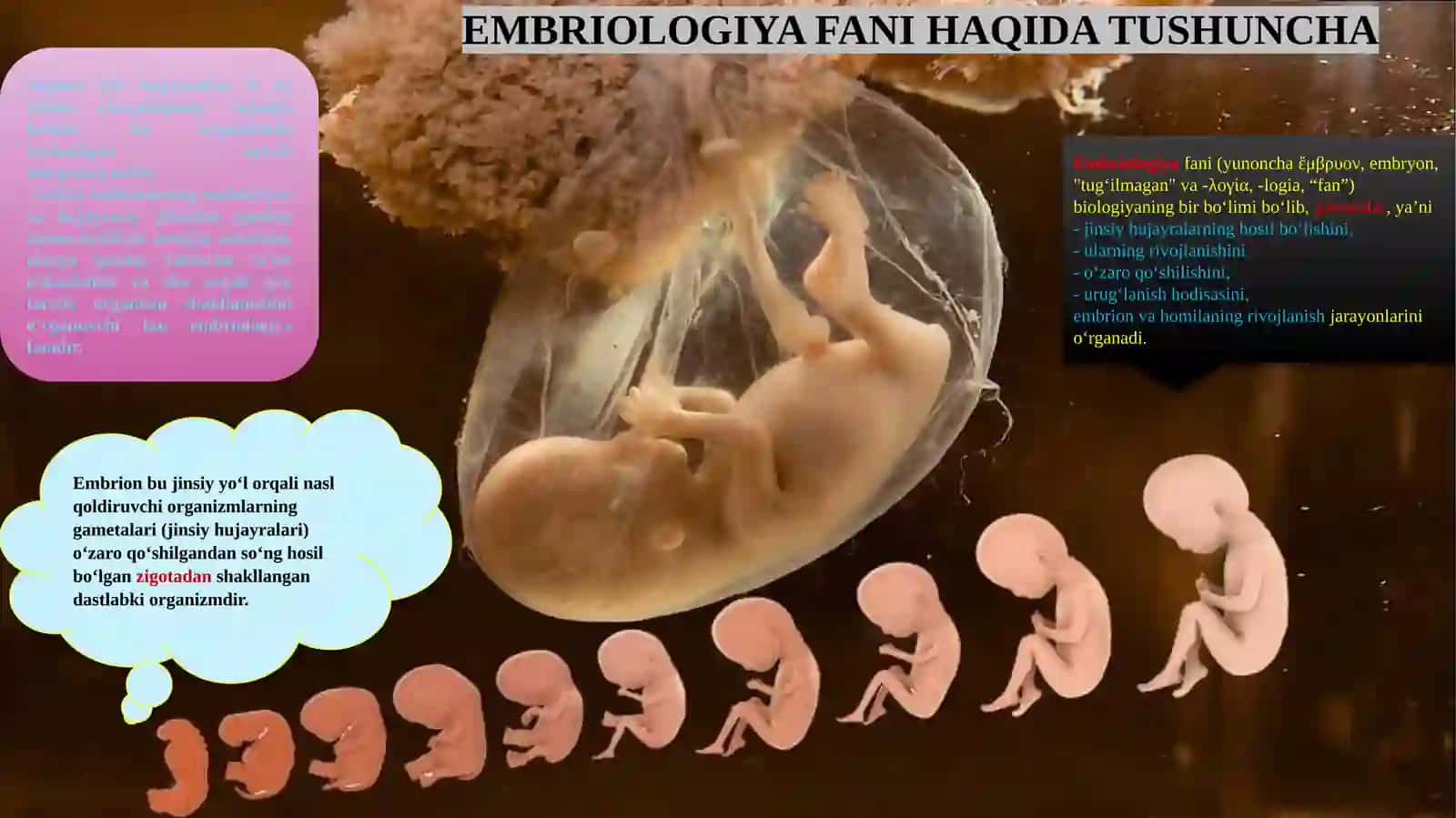 Embriologiya fani haqida tushuncha 2