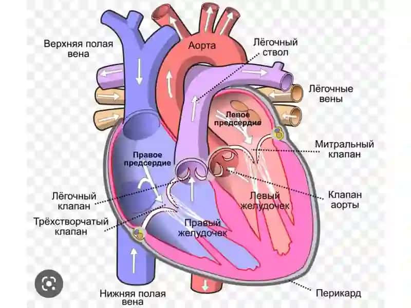 Yurak. O’tqazuvchi tizimi. Kichik qon aylanish tomirlari 2