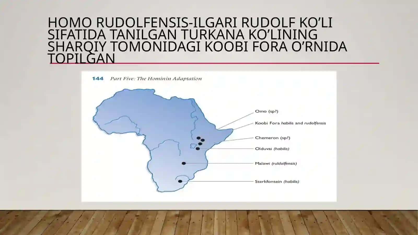 HOMO RUDOLFENSIS 2