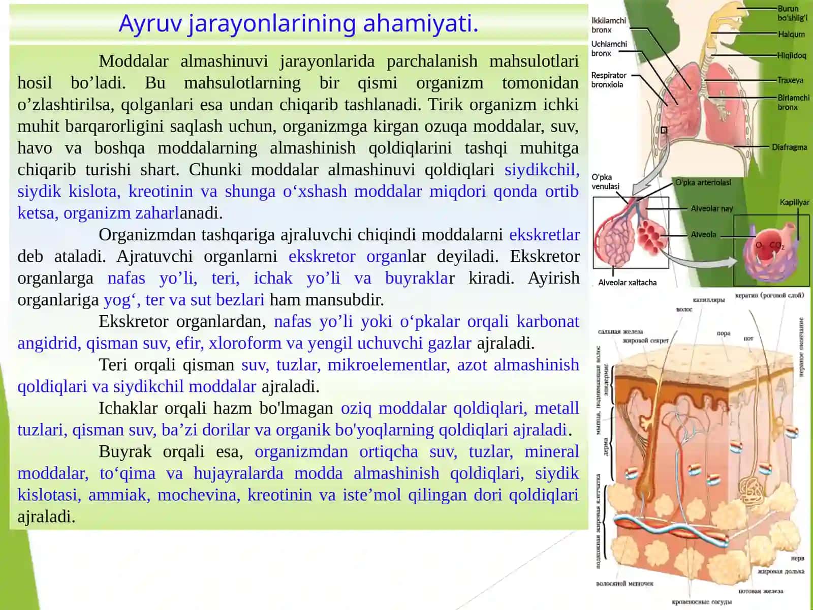 Ayiruvtizimlarining yosh xususiyatlari va gigiyenasi 2