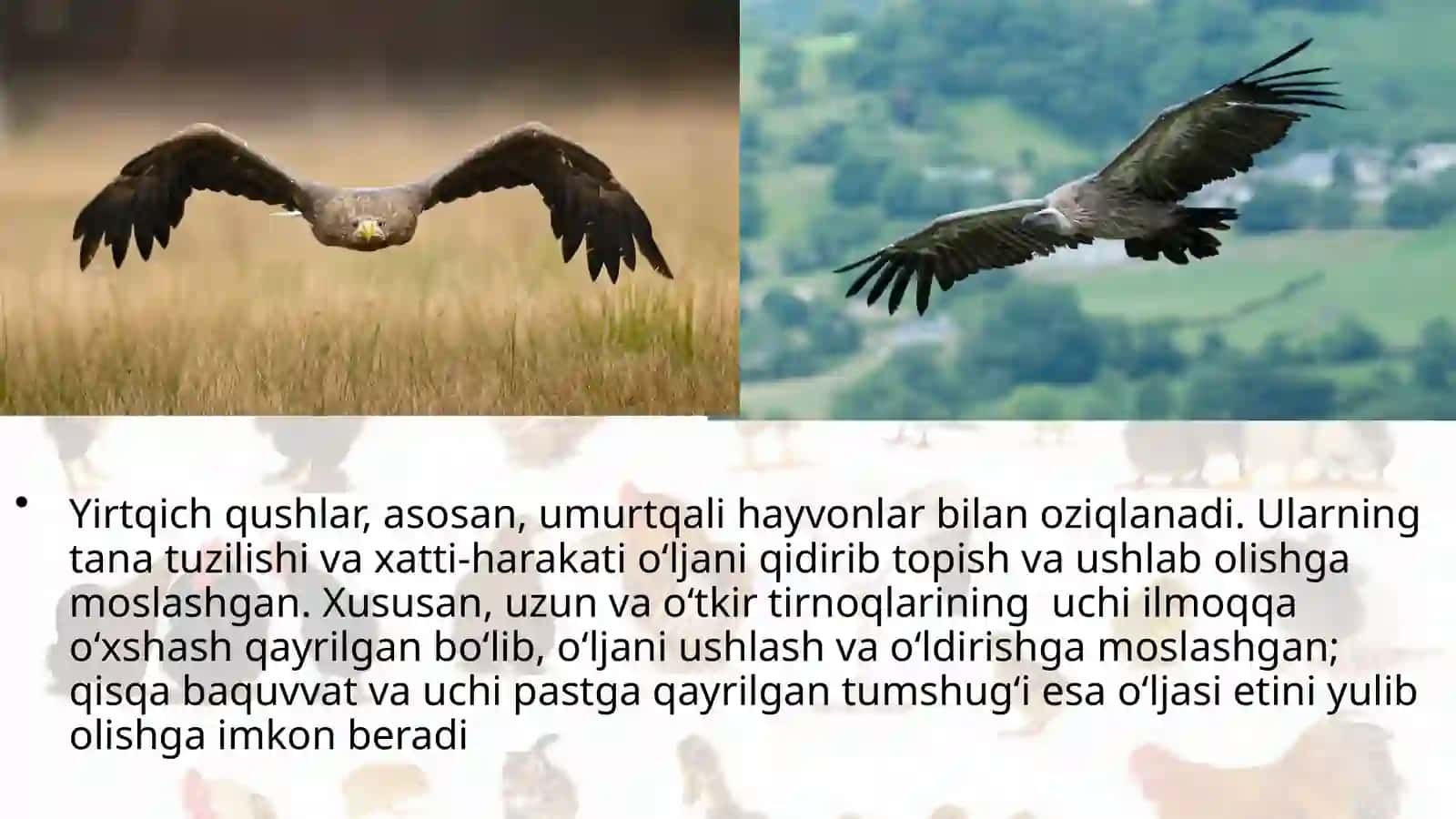 7-sinf Zoologiya 'Yirtqich qushlar' ko'rgazma 2