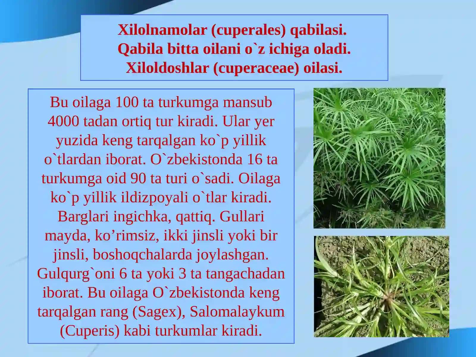 Bug'doydoshlar (boshoqdoshlar) (roaseaye) (gramineae) oilasi 2