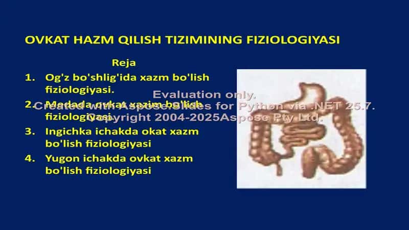 Ovqat Hazm Qilish Tizimining Fiziologiyasi 2