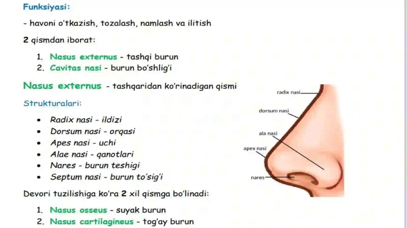 Burun bo'shlig'i tuzilishi va qurishi 2