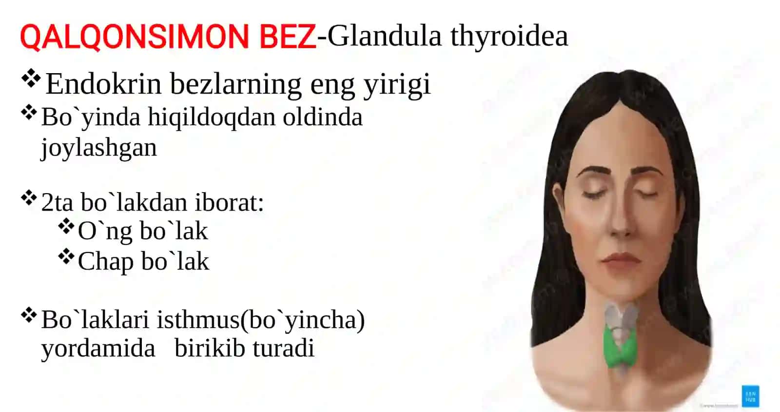 Yakka joylashgan gormon hosilqiluvchihujayralar 2