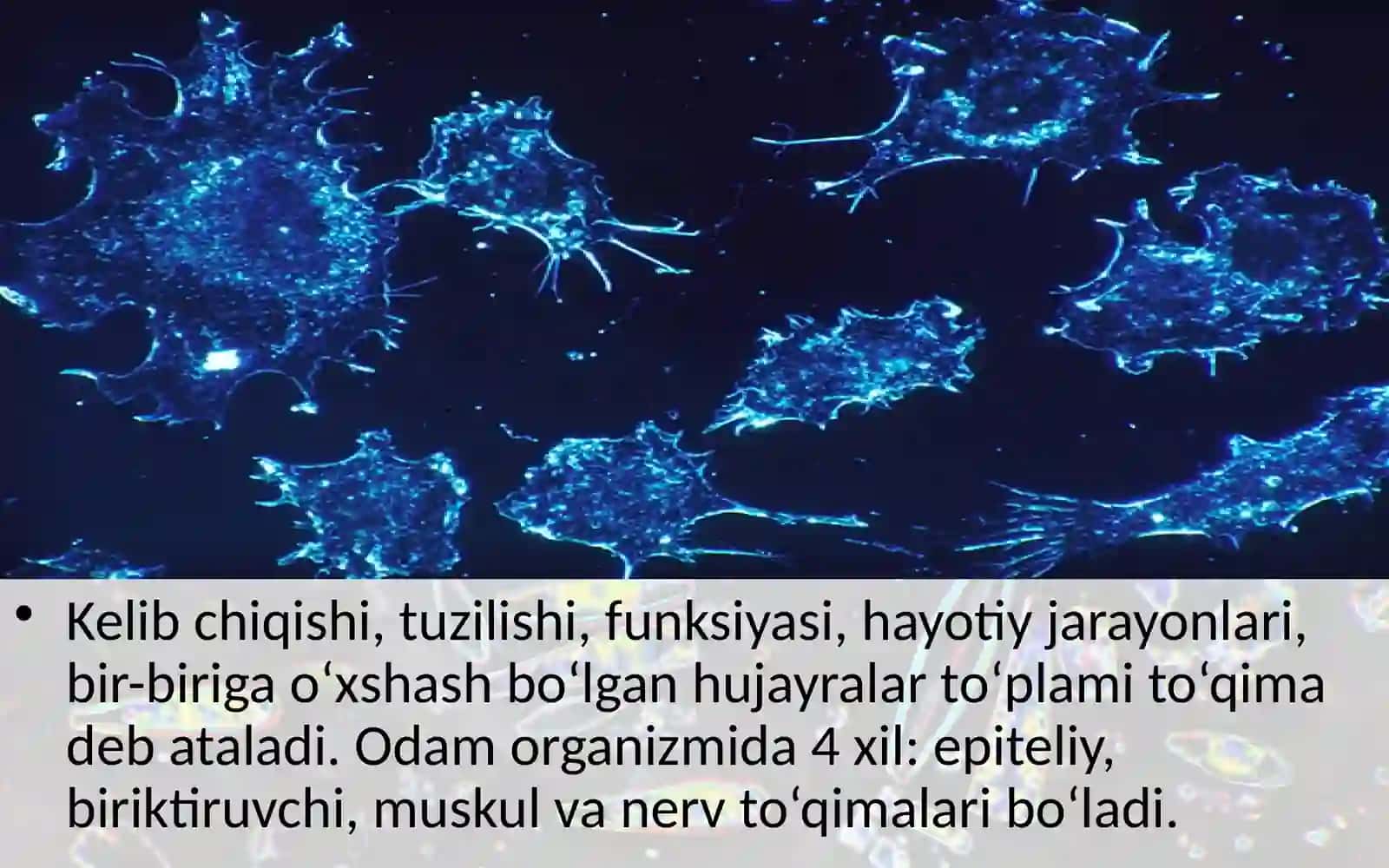To'qimalar, organlar va organlar sistemasi 2