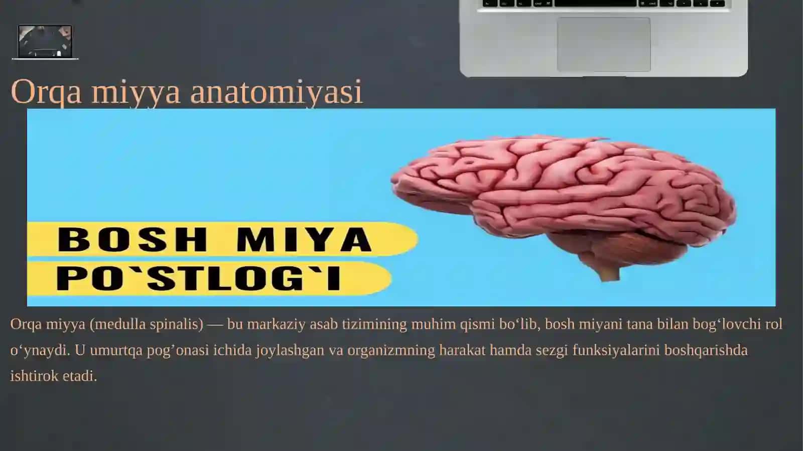 Orqa miyya va ularning roli 2