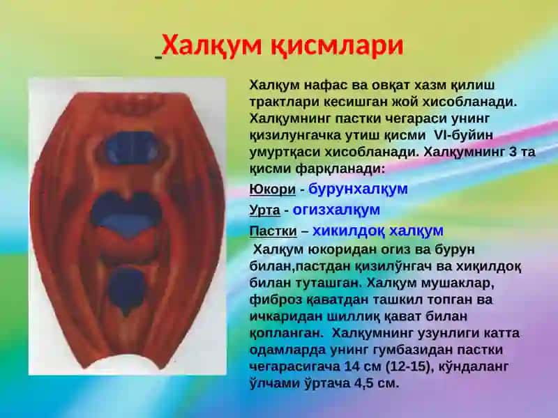 ХАЛКУМНИКЛИНИК АНАТОМИЯСИ 2
