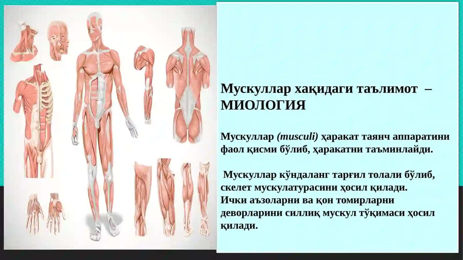 Танани орқа қисмини юза ва чуқур мушаклари. Функционал ва топографи анатомияси. Ёшга доир ўзгаришлари 2