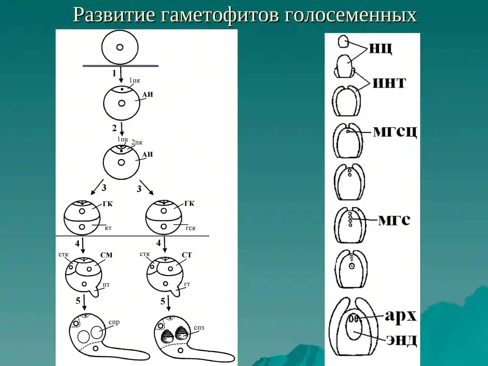 Животний цикл 2