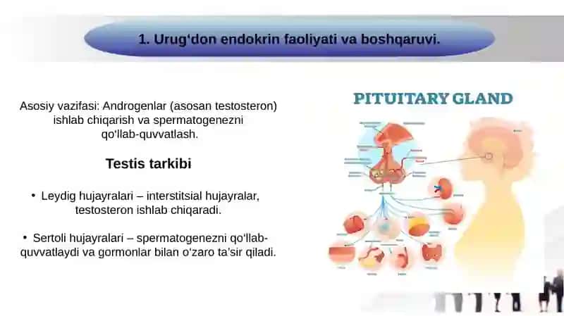 Urugʻdon endokrin faoliyatining endokrin boshqariluvi. Gemato-testikulyar  toʻsigʻining gistofiziologiyasi. Gemato-ovarial toʻsiqning gistofiziologiyasi. 2