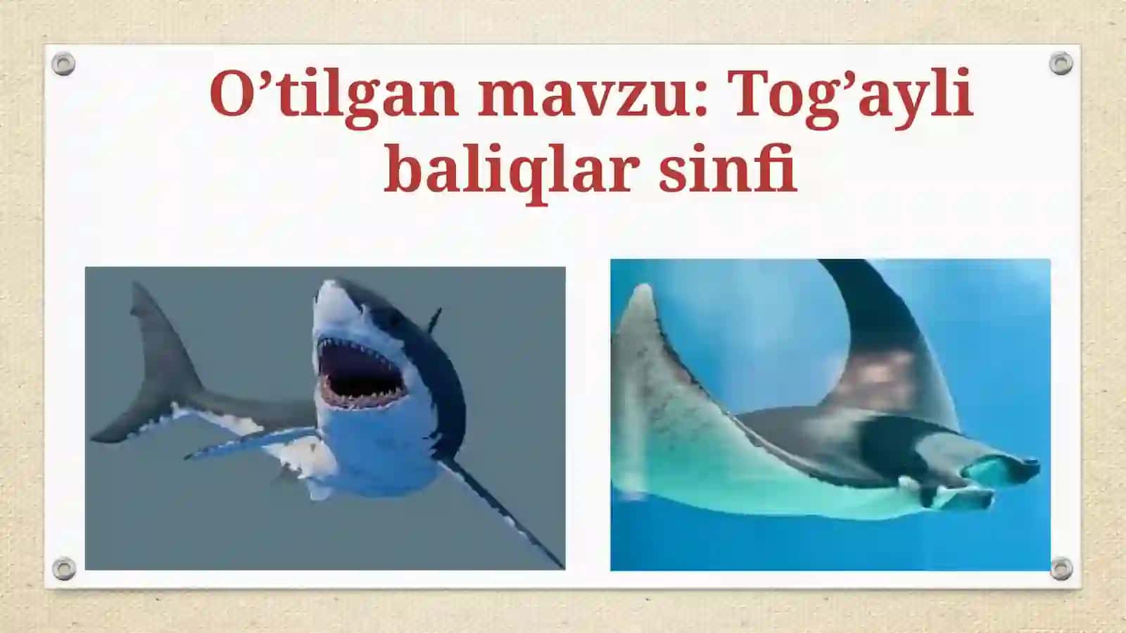 TOG’AYLIBALIQLARSINFI 2