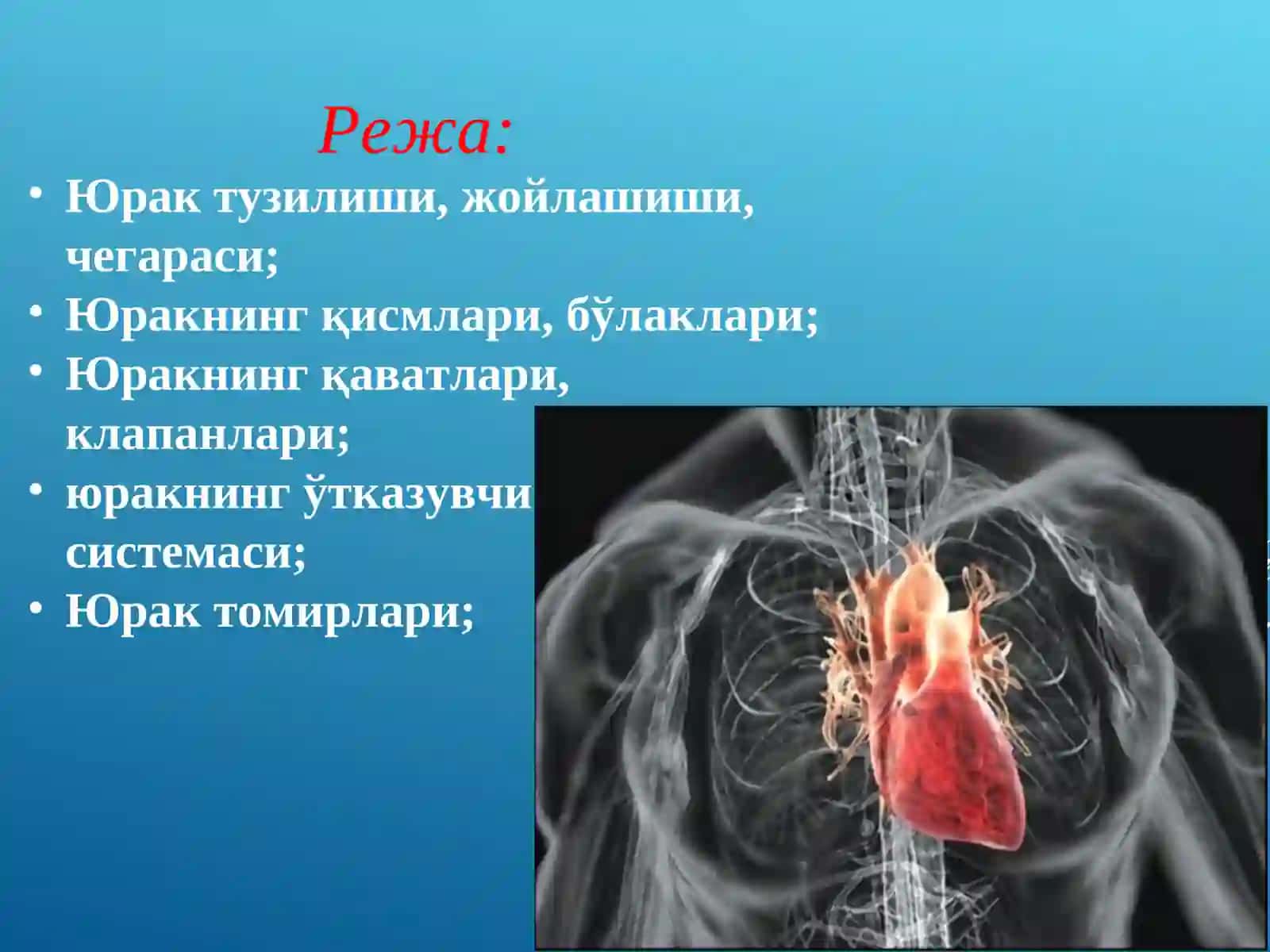 Юракқон томир системаси 2