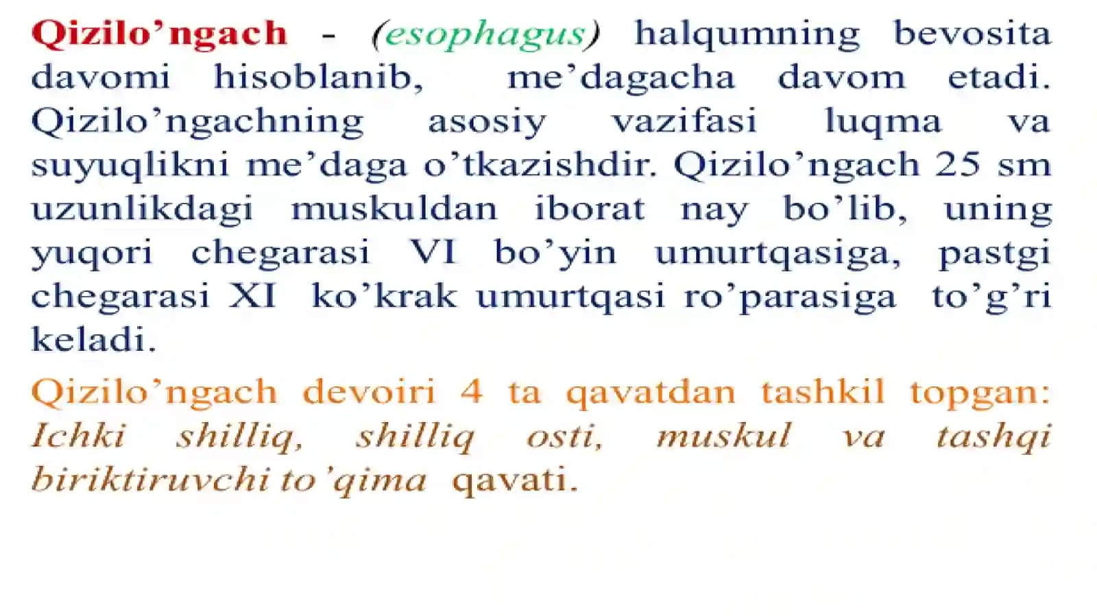 Ovqat hazm qilish tizimi.Qizilo'ngach va me'da anatomiyasi 2