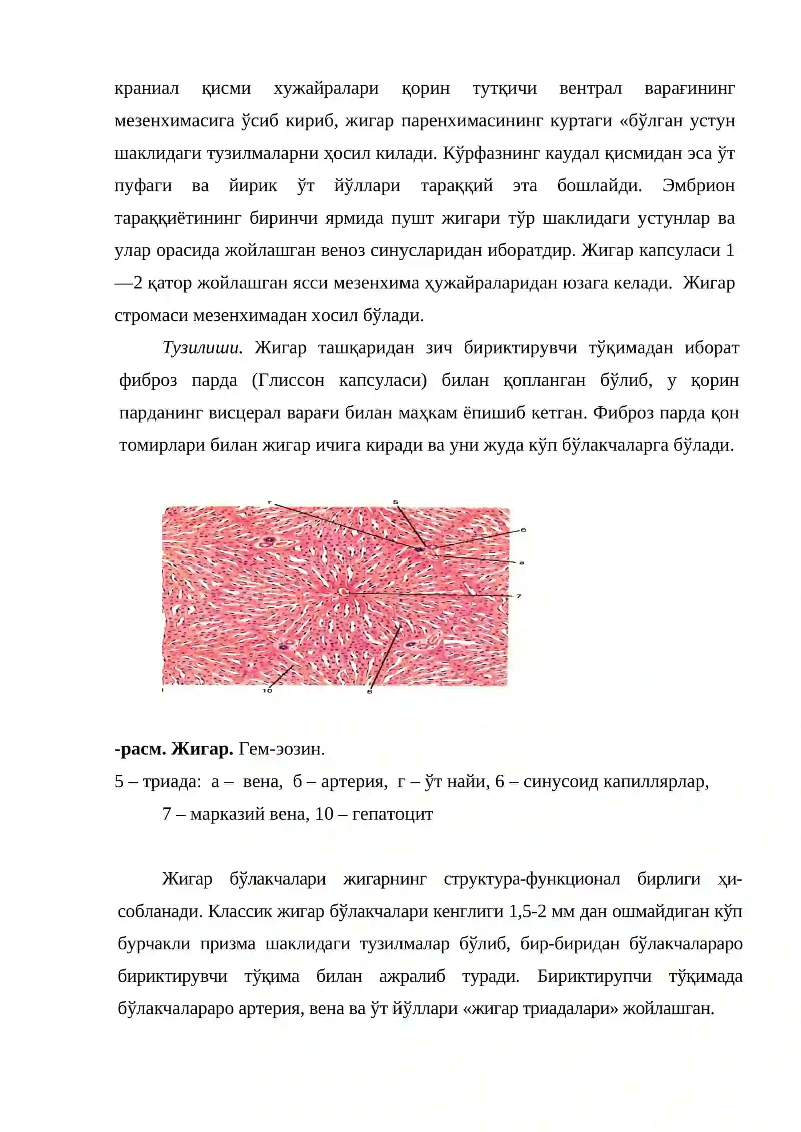 Жигар 2