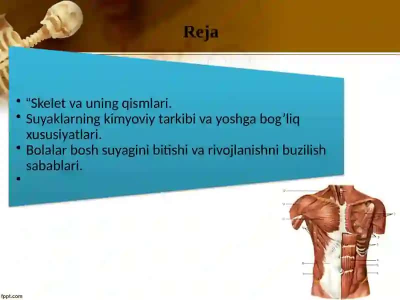 Tayanch-harakat tizimi va uning yoshga bog’liq xususiyatlari 2