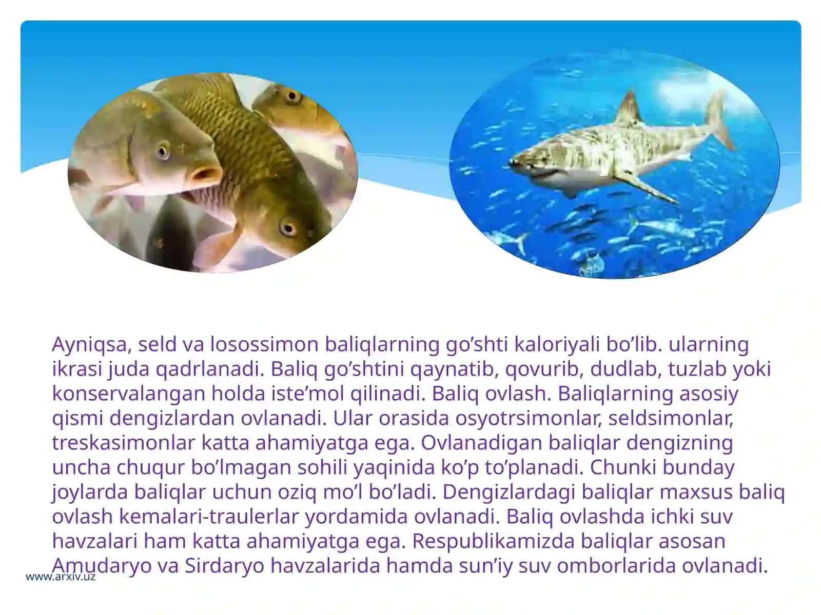 Baliqlarning xo’jalikdagi ahamiyati 2