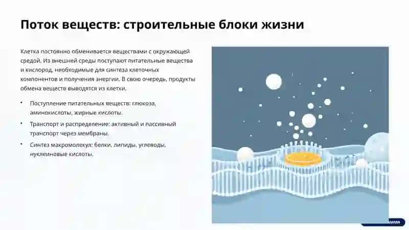 Динамика клетки: поток веществ, энергии и информации 2