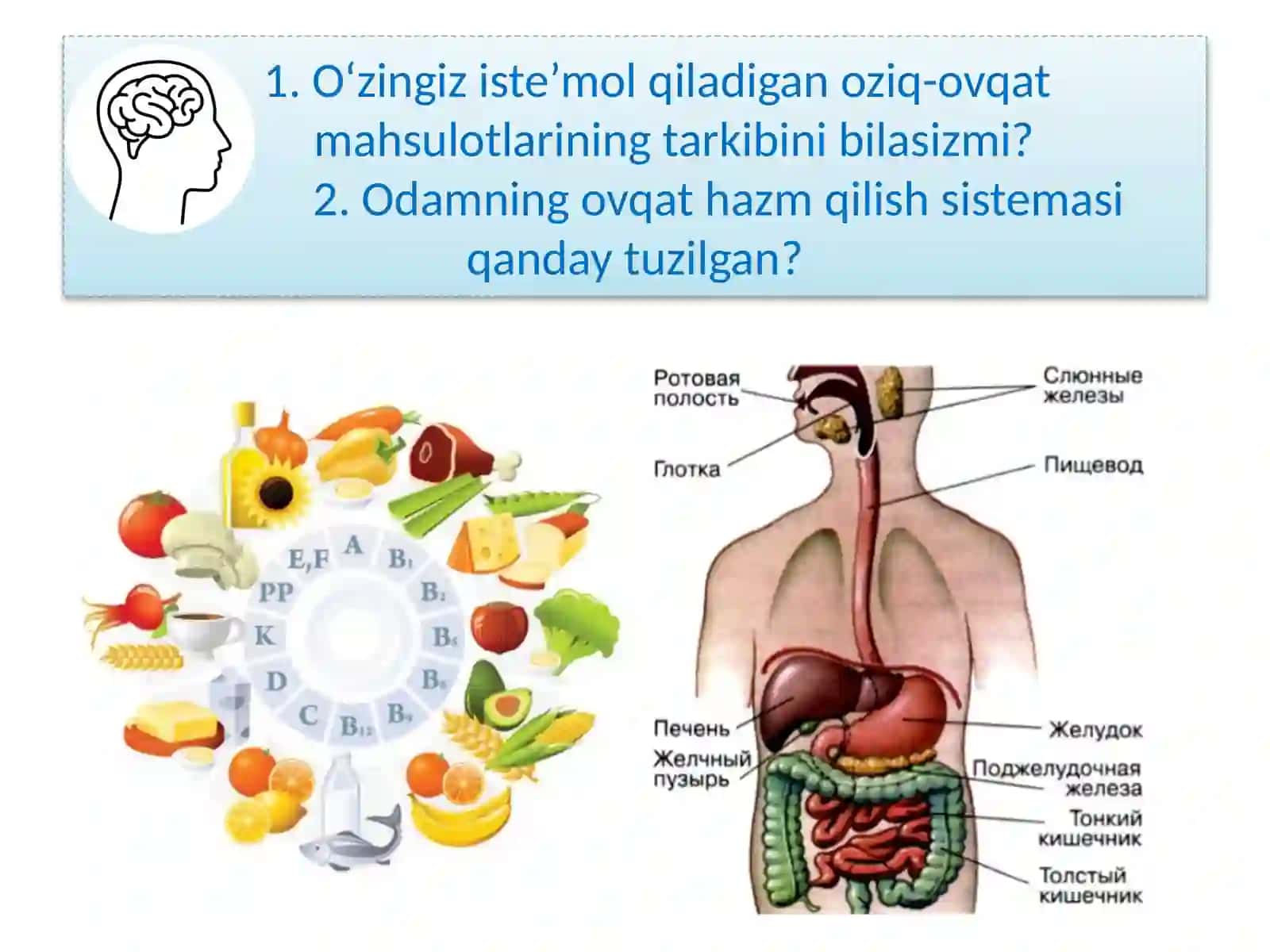 Odamning ovqat hazm qilish sistemasi 2