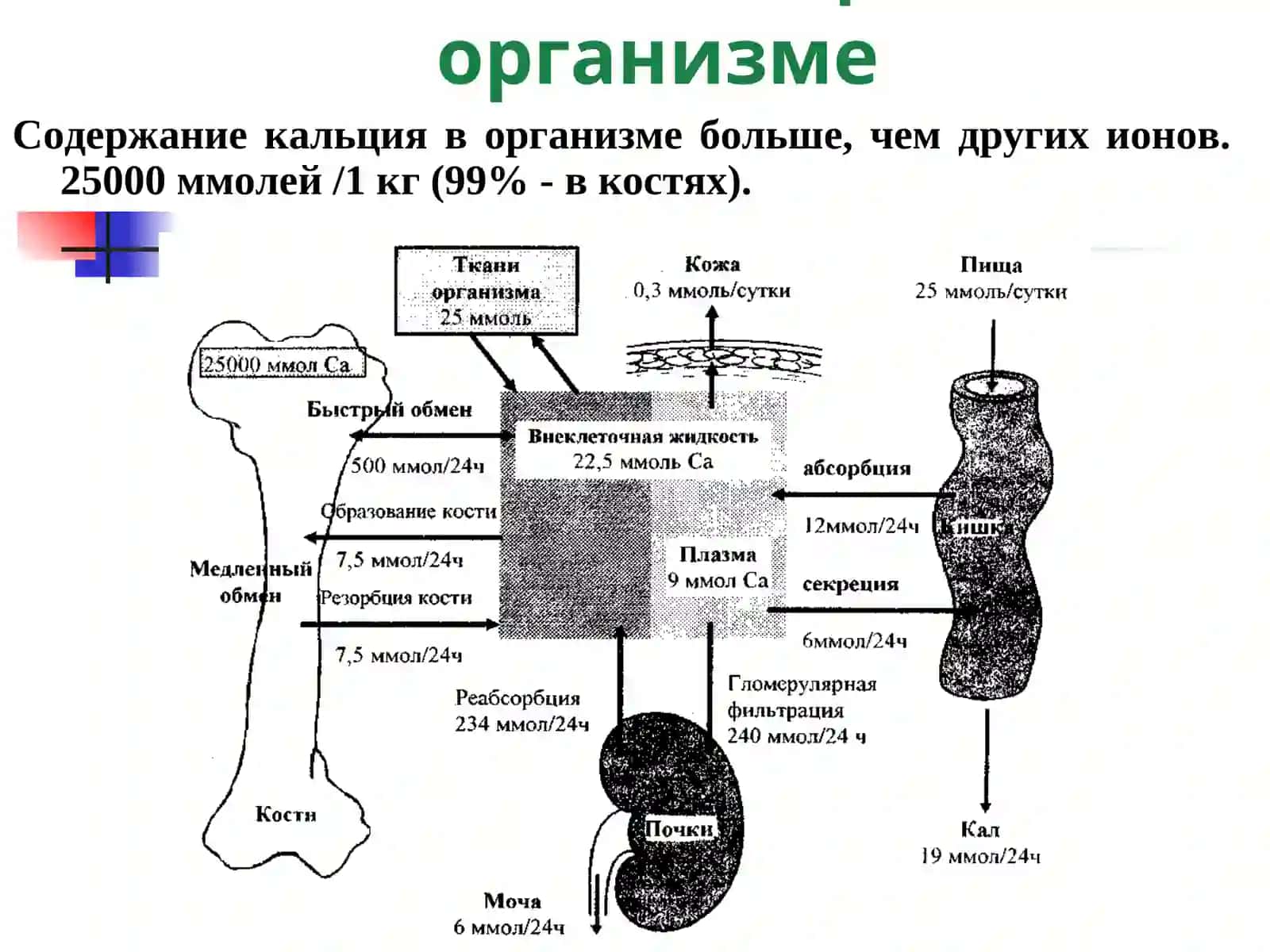 Обмен кальция в организме 2