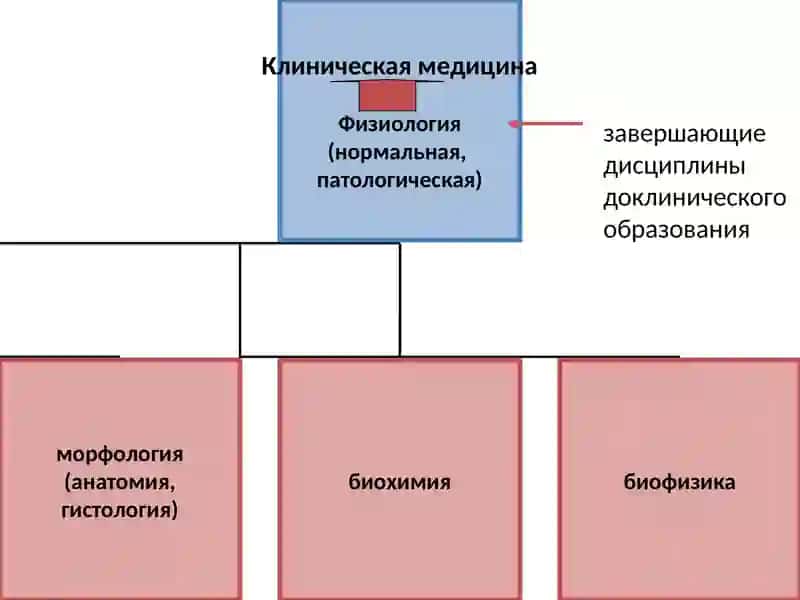 Введение в физиологию. Физиология клетки 2