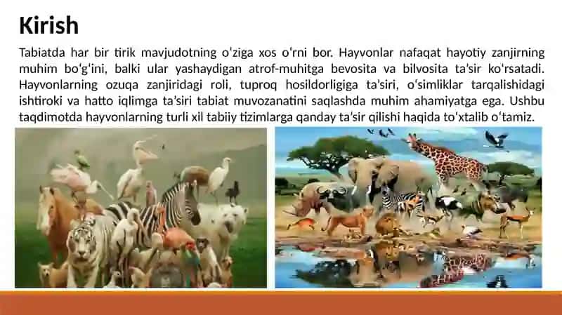 Hayvonlarning atrof-muhitga ta’siri 2