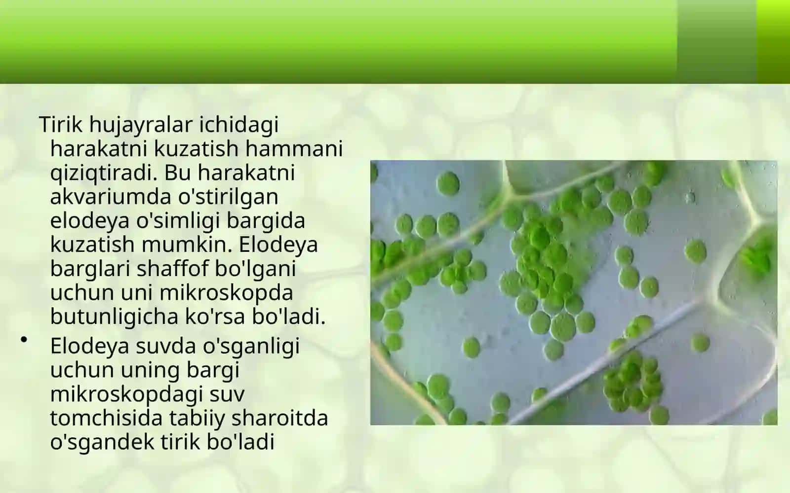 6-sinf Botanika dars ishlanma. Hujayralarning hayotiy faoliyati 2