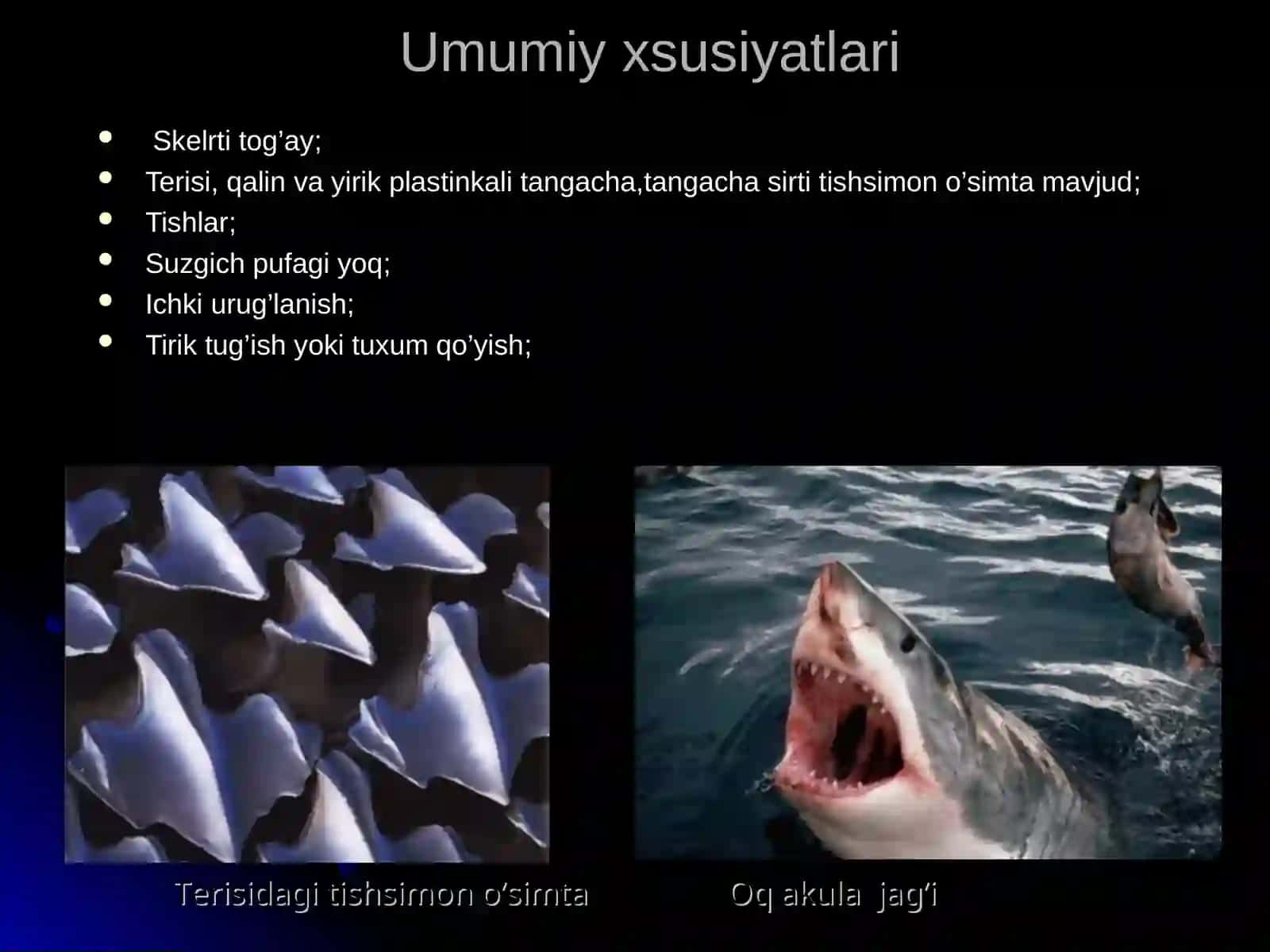 Baliqlarning xilma-xilligi 2