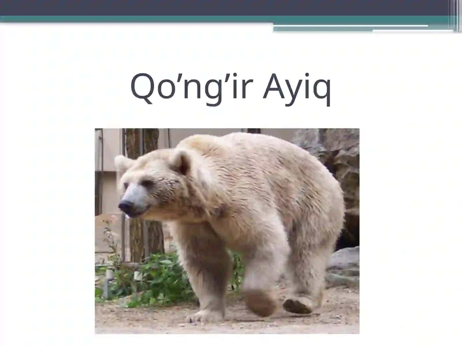 Ayiq haqida umumiy ma’lumot 2
