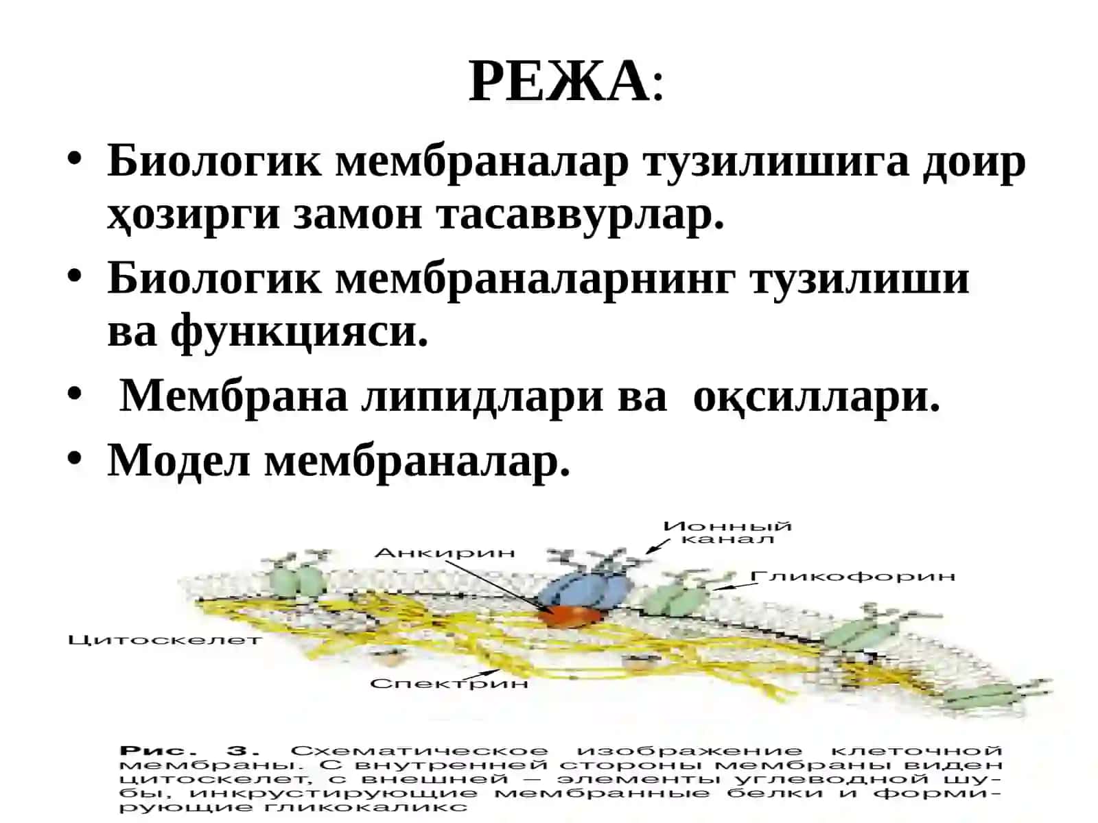 Биологик мембраналарструктураси ва функцияси 2