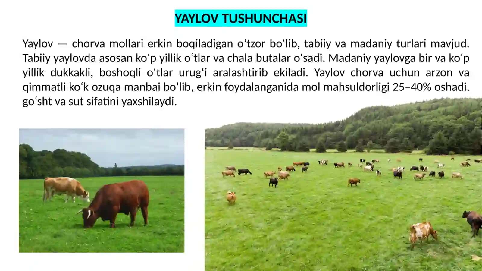 Yaylov O‘simliklari va Hayvonlari Hamda Ularning Geografik Tarqalishi Tahlili 2