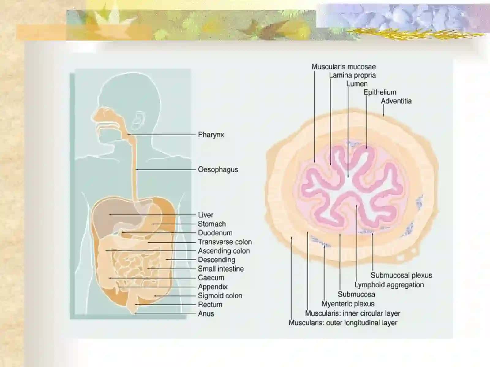 SURUNKALI GASTRIT 2