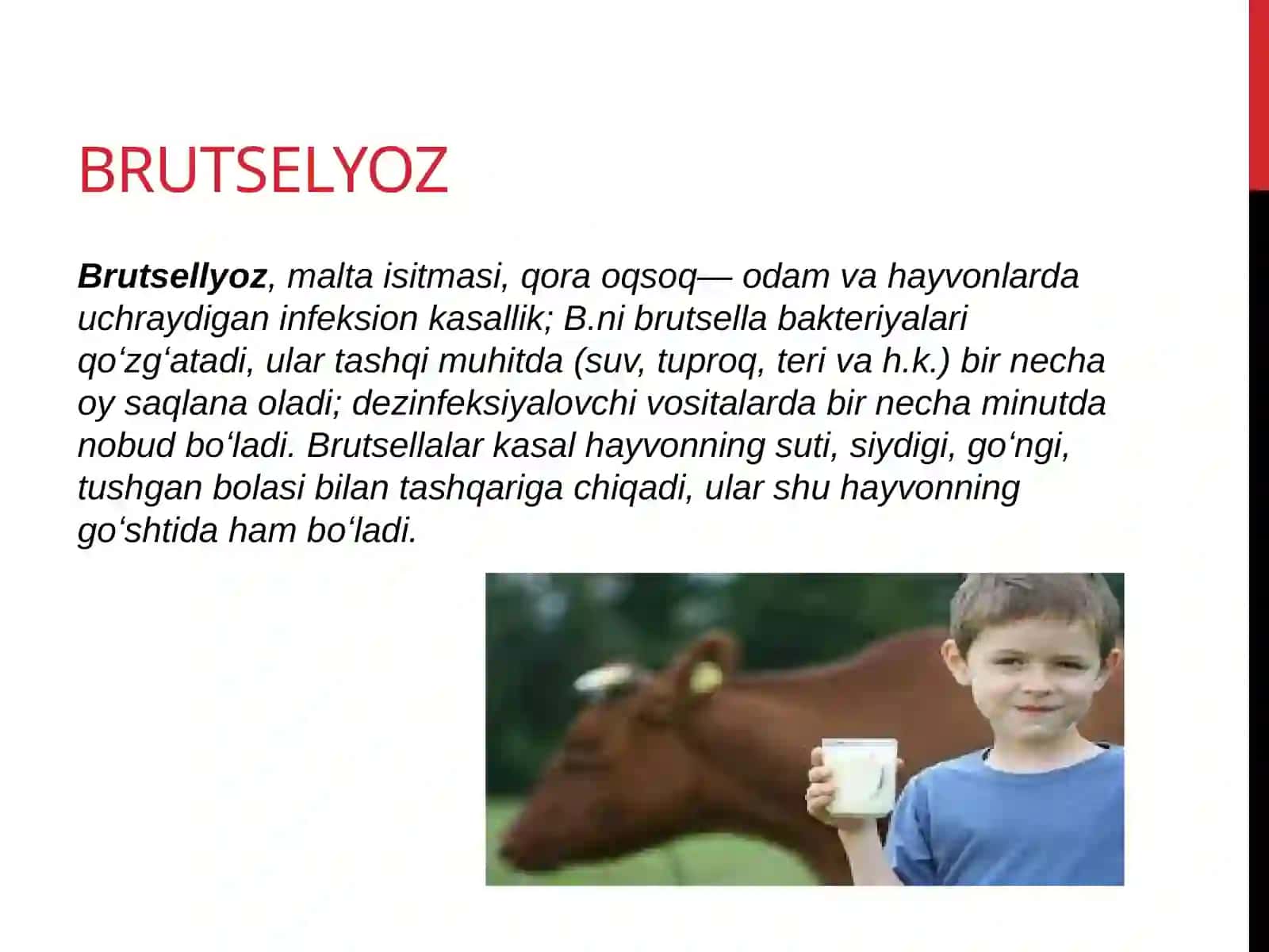 Brutsellyoz 2