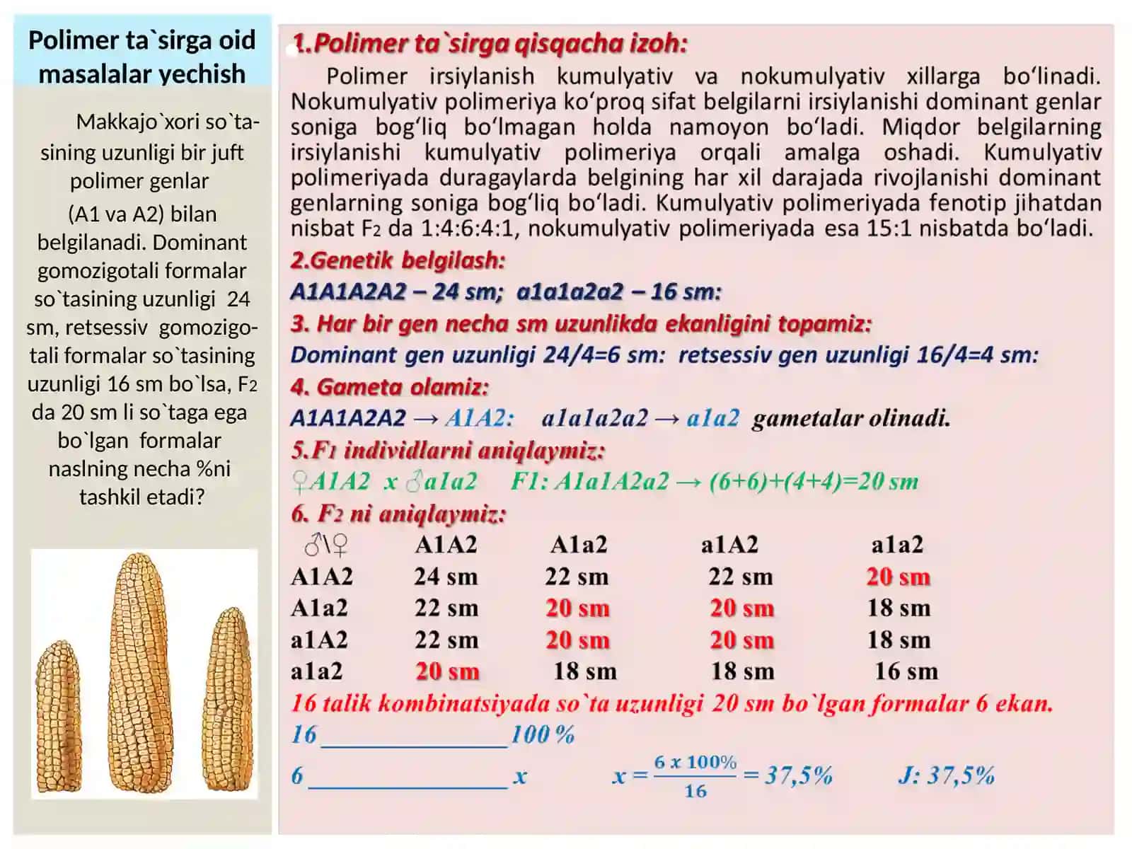 GENLARNING O`ZARO POLIMER TA`SIRLANISHIGA OID MASALALARYECHISH 2