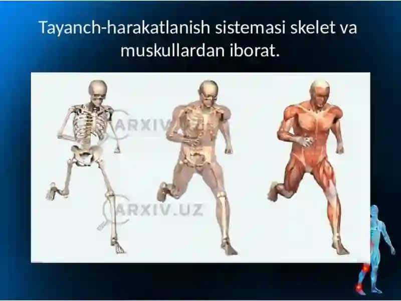 Tayanch harakat sistemasi 2