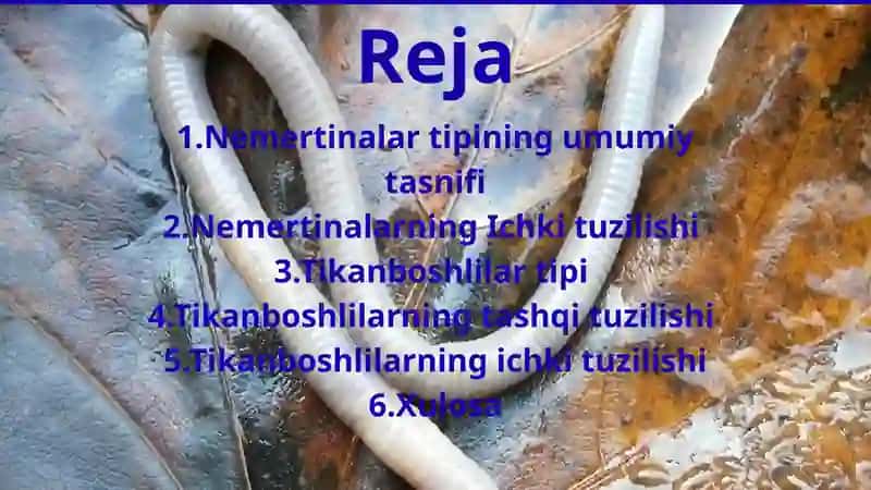 bio slayd nermertinalar 2