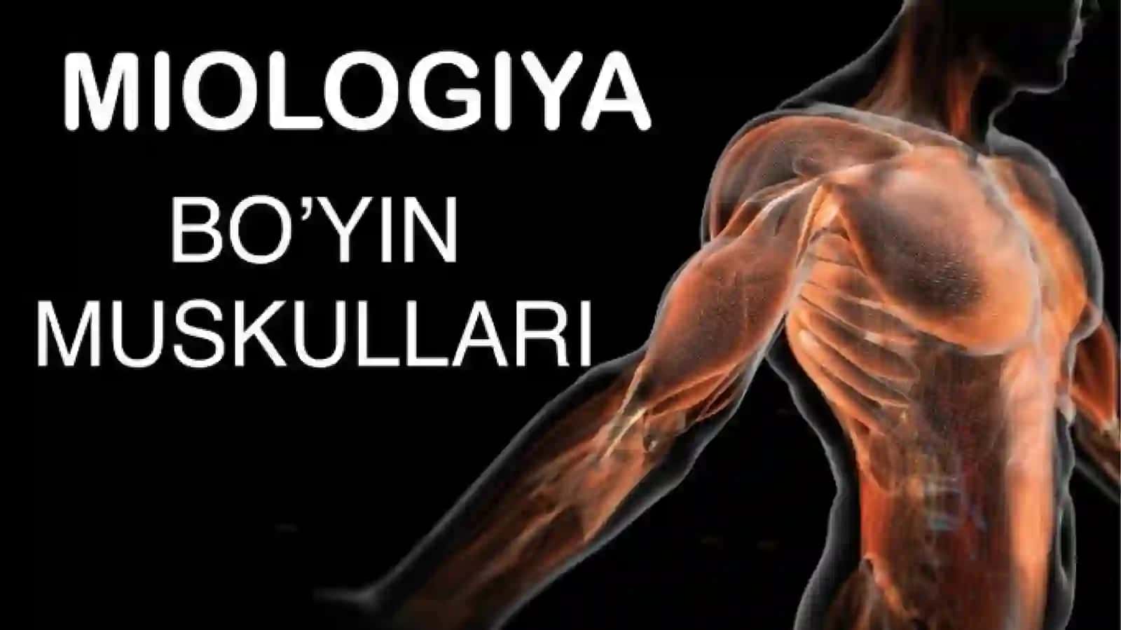 Bo’yin mushaklari fiziologiyasi 2