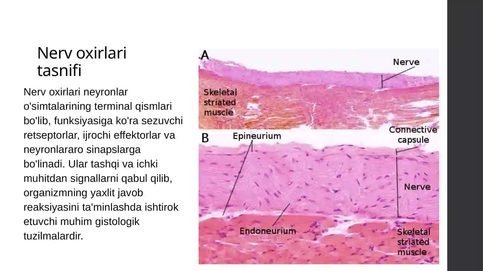 Nerv oxirlari gistologik tuzilishi nerv tomirlari 2