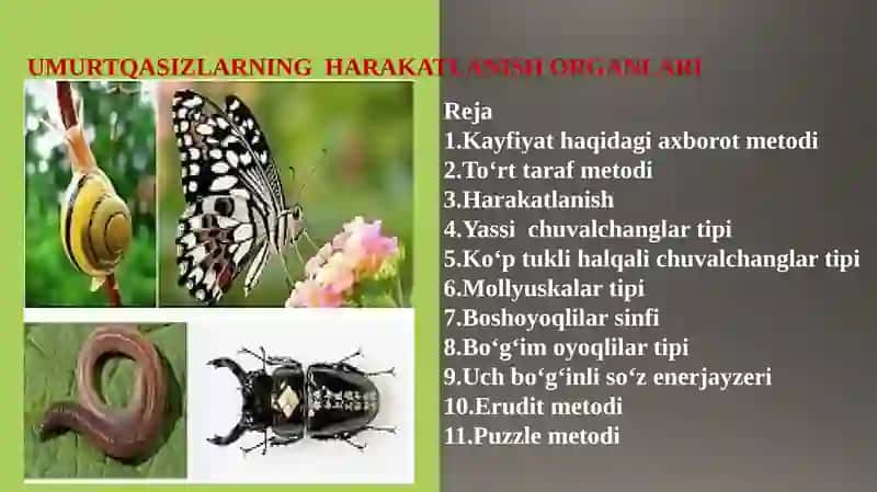 UMURTQASIZLARNING HARAKATLANISH ORGANLARI 2