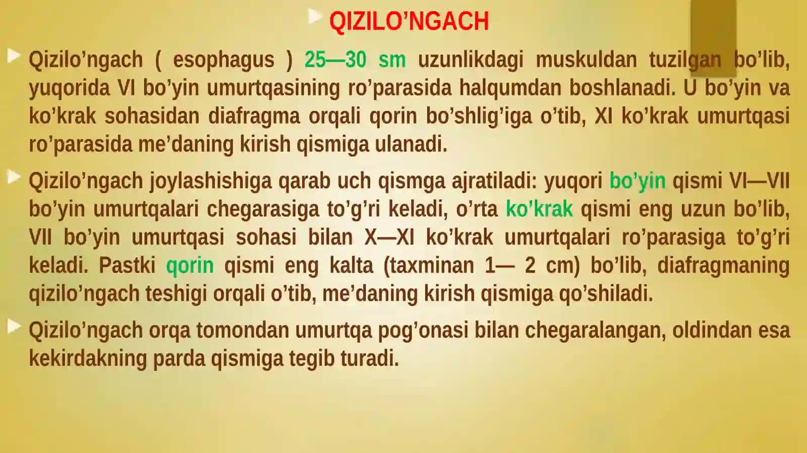 Qizilo'ngach,qorinbo‘shlig‘ia’zolarihaqidaumumiyma’lumot 2