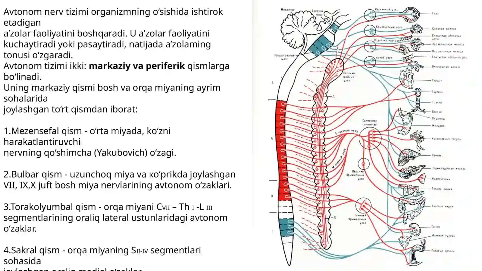 Vegetativ nerv tizimining simpatik va parasimpatik qismi 2