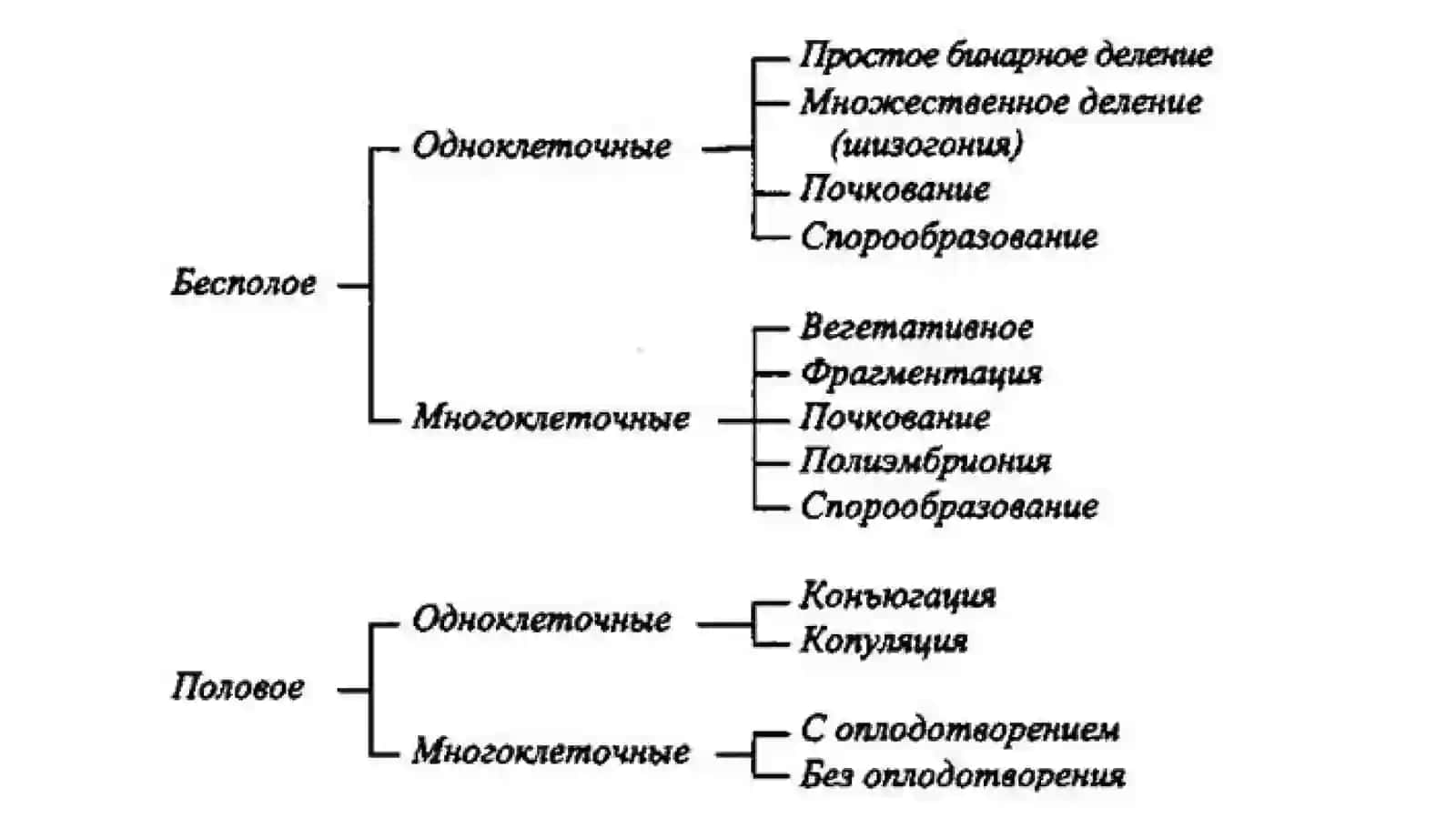 Виды размножения живых организмов 2