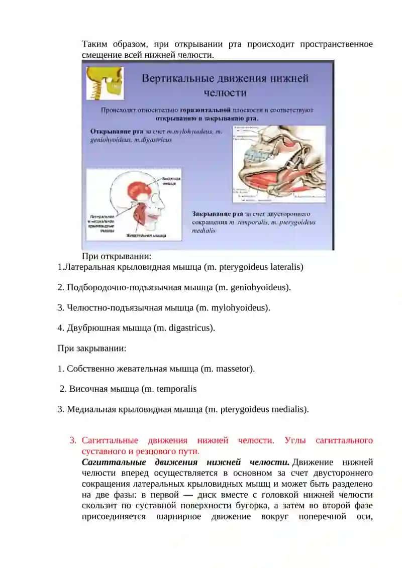 Анатомо-физиологические особенности зубочелюстной системы 2