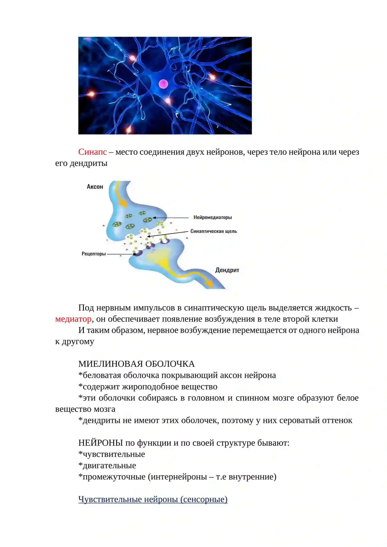 Нервная система 2