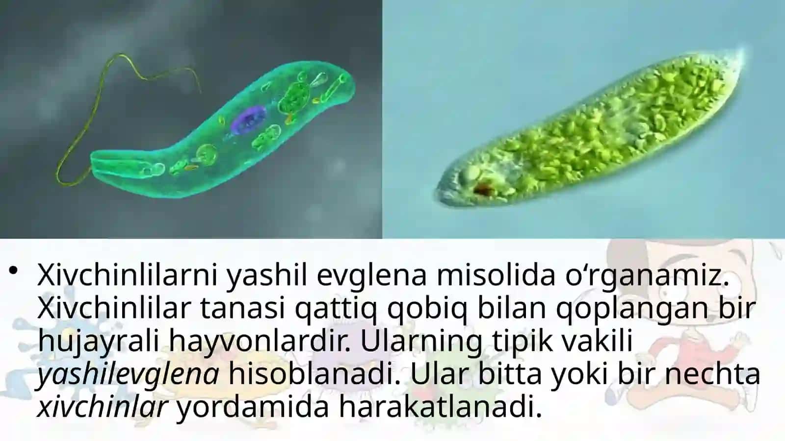 7-sinf Zoologiya 'Xivchinlilar sinfi' ko'rgazma 2