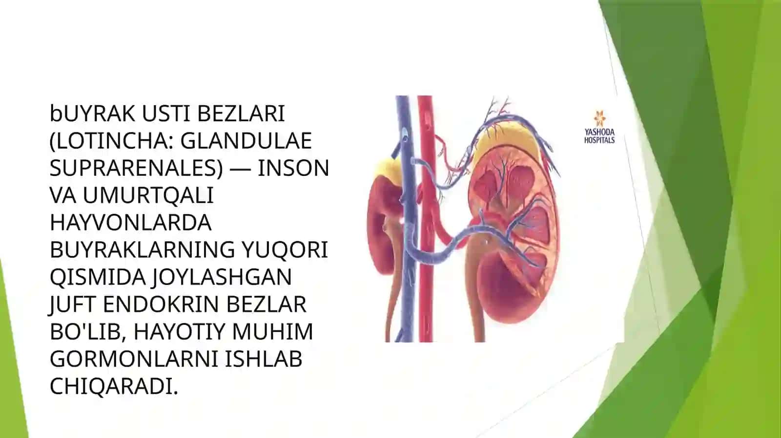 Buyrak usti bezi tuzilishi,taraqqiyoti vazifasi 2