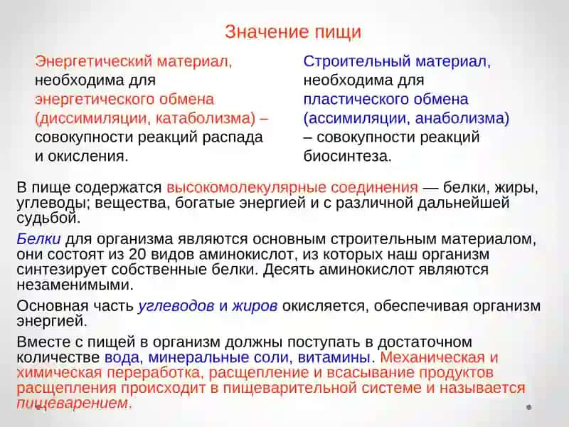 Пищеварительная система 2