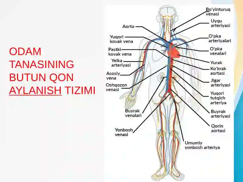 Kichik qon aylanish doirasi tomirlari gazal mashinuvi 2