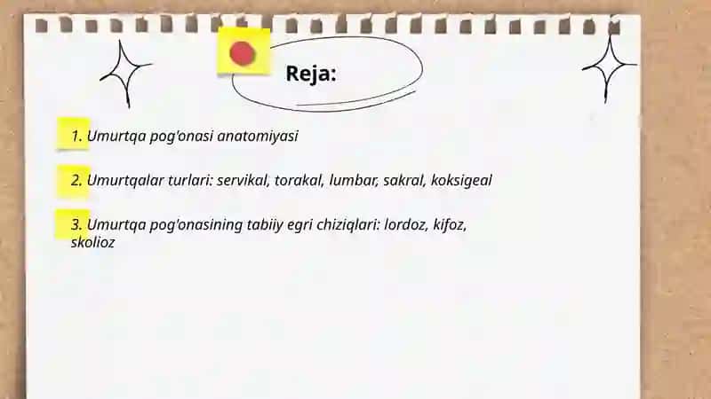 Umurtqa pog'onasi anatomiyasi 2